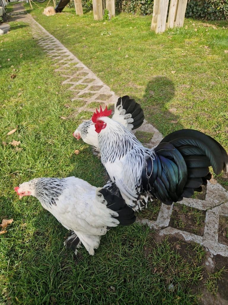 Broedeieren sabelpoot, Dieren en Toebehoren, Geslacht onbekend, Kip