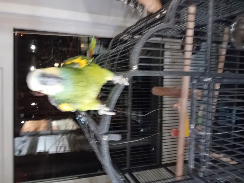 Tekoop amazone papagaai met kooi 1200,00 euro, Mannelijk, Papegaai