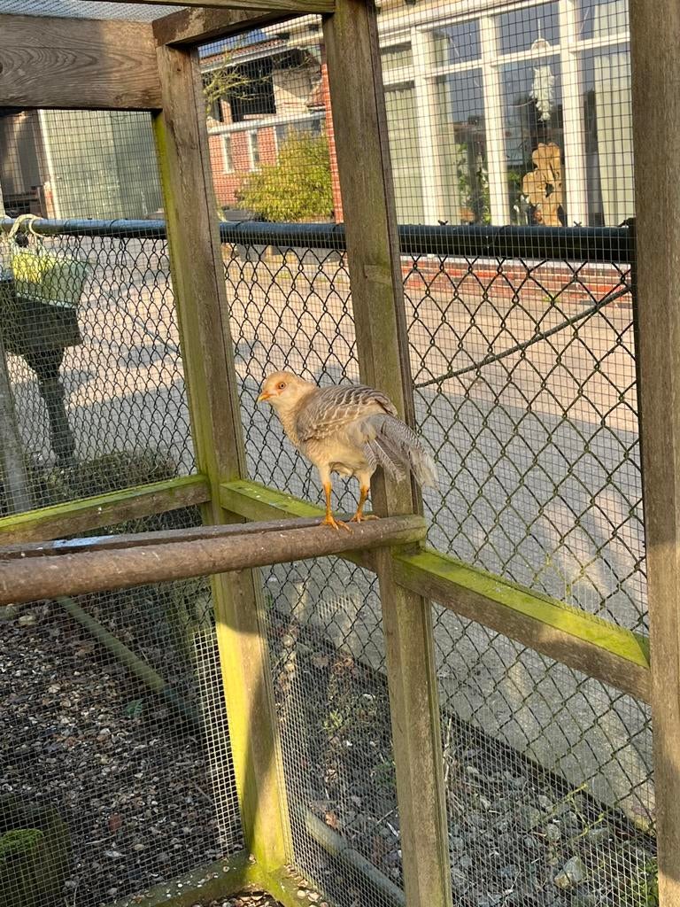 Gele goudfazant, Dieren en Toebehoren, Mannelijk, Overige soorten