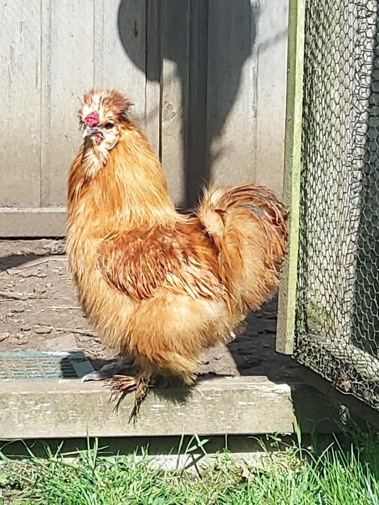 Zijdehoen haan buff, Dieren en Toebehoren, Pluimvee, Mannelijk, Kip