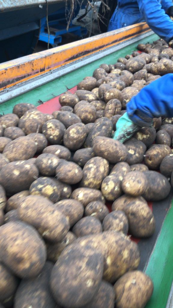 Fontane aardappelen te koop, Ophalen of Verzenden