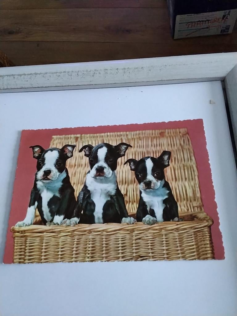 DRIE BOSTON TERRIER PUPPY'S IN EEN RIETEN MAND 1959, Ophalen of Verzenden, 1940 tot 1960, Overige thema's