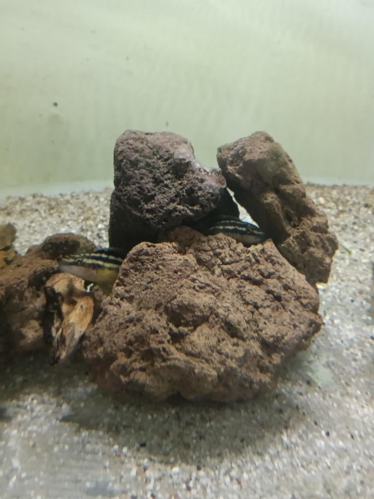 Cichlidae Melanochromis Auratus

 Man en vrouw, Dieren en Toebehoren, Vissen | Aquariumvissen, Vis, Zoetwatervis