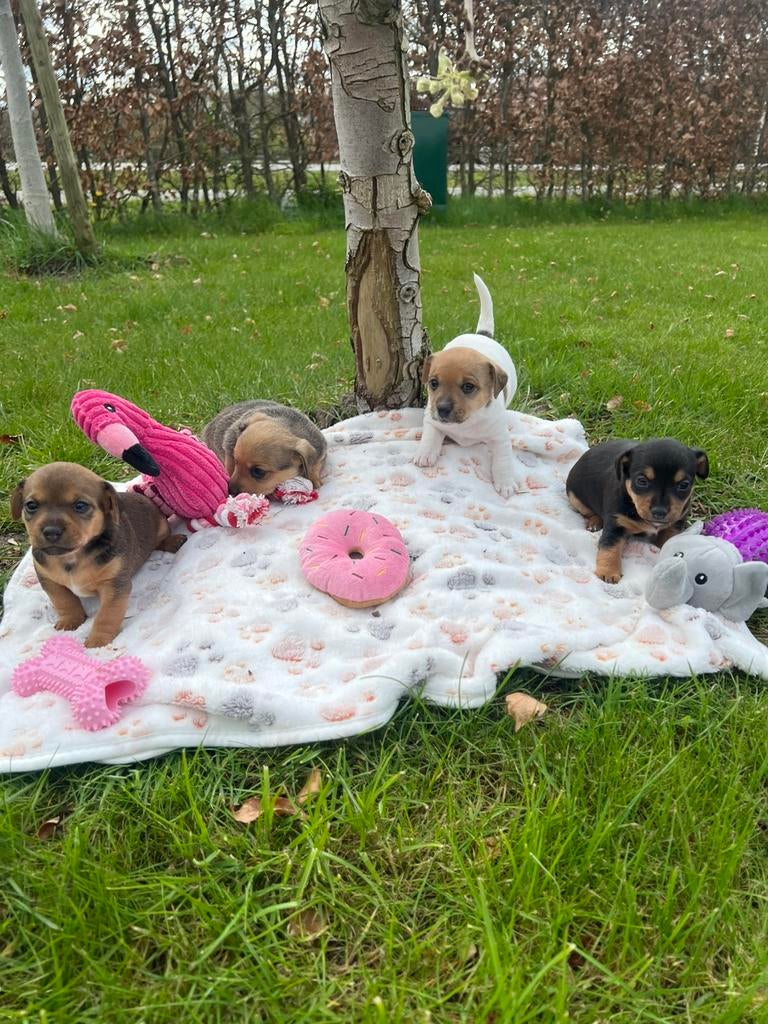 Prachtige Jack Russel pups te koop!!!, Overige rassen, 8 tot 15 weken, Parvo, Meerdere