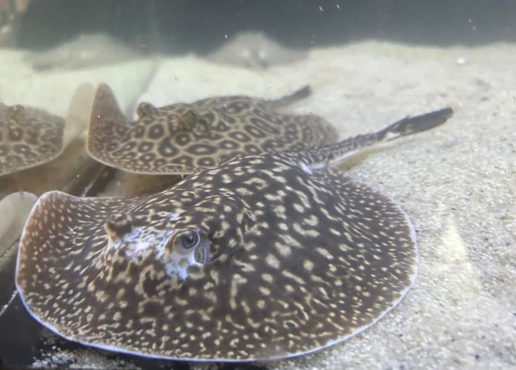 Potamotrygon piebald vrouw, Dieren en Toebehoren, Vis