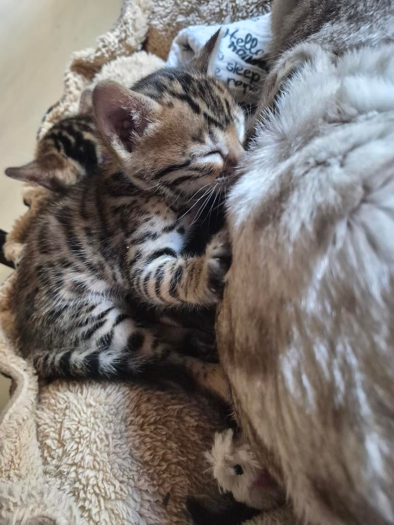 Bengaal kittens (katertjes) te koop., Dieren en Toebehoren, Katten en Kittens | Overige Katten, Kater