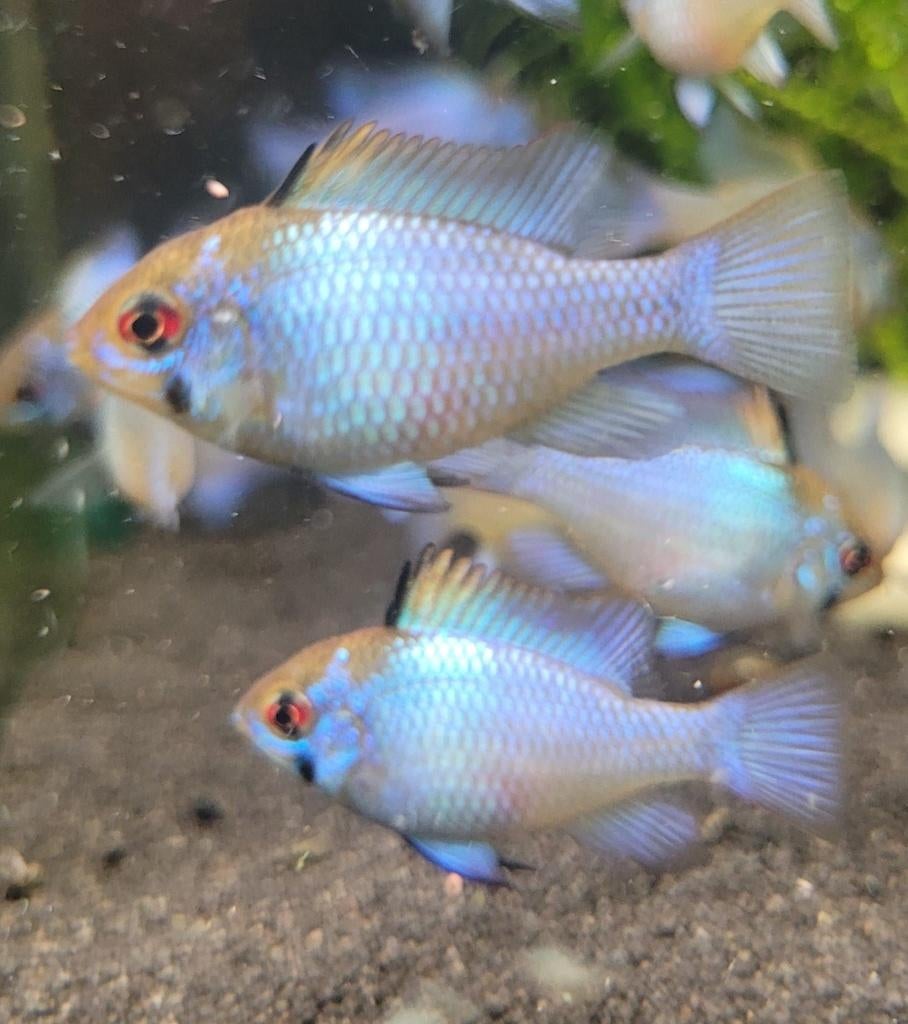Hobbyaquarium Microgeophagus Ramirezi Electric Blue, Dieren en Toebehoren, Vissen | Aquariumvissen, Zoetwatervis, Vis, Schoolvis