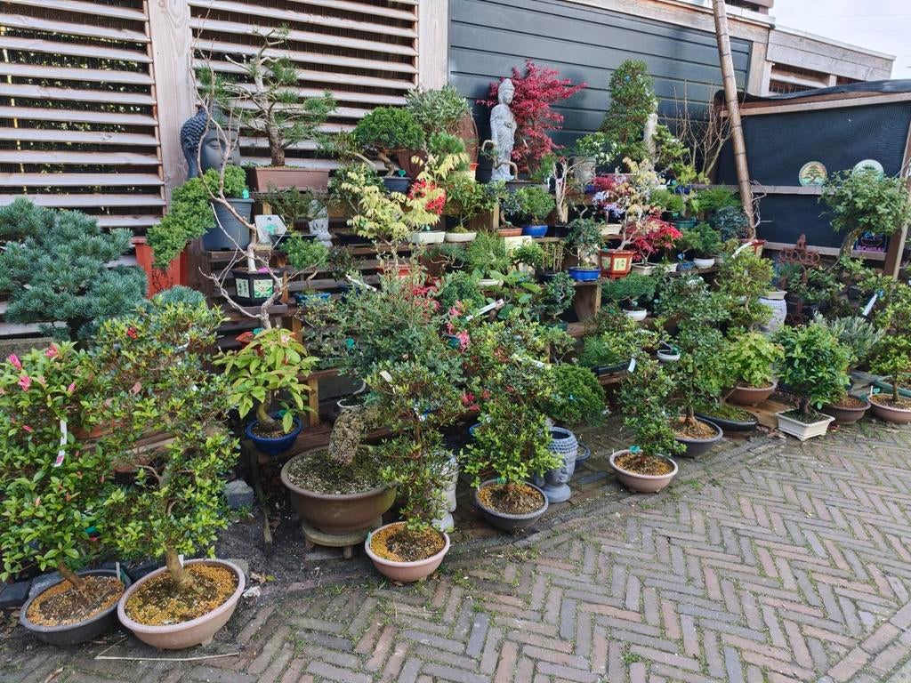 Pinus Wisteria Juniperus Malus Azalea Olea Ficus etc, Volle zon, Bloeit niet, Minder dan 100 cm, Overige soorten