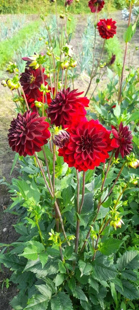 Dahlia, Ophalen of Verzenden, Overige soorten, Volle zon