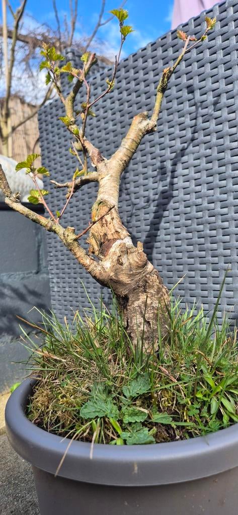 Berk Bonsai - Uniek en Decoratief, Ophalen of Verzenden