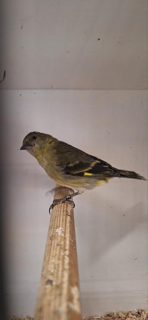 Mooi koppeltje Geelbuik Sijsjes geringd 2025 onverwant en zi, Dieren en Toebehoren, Meerdere dieren, Tropenvogel, Geringd