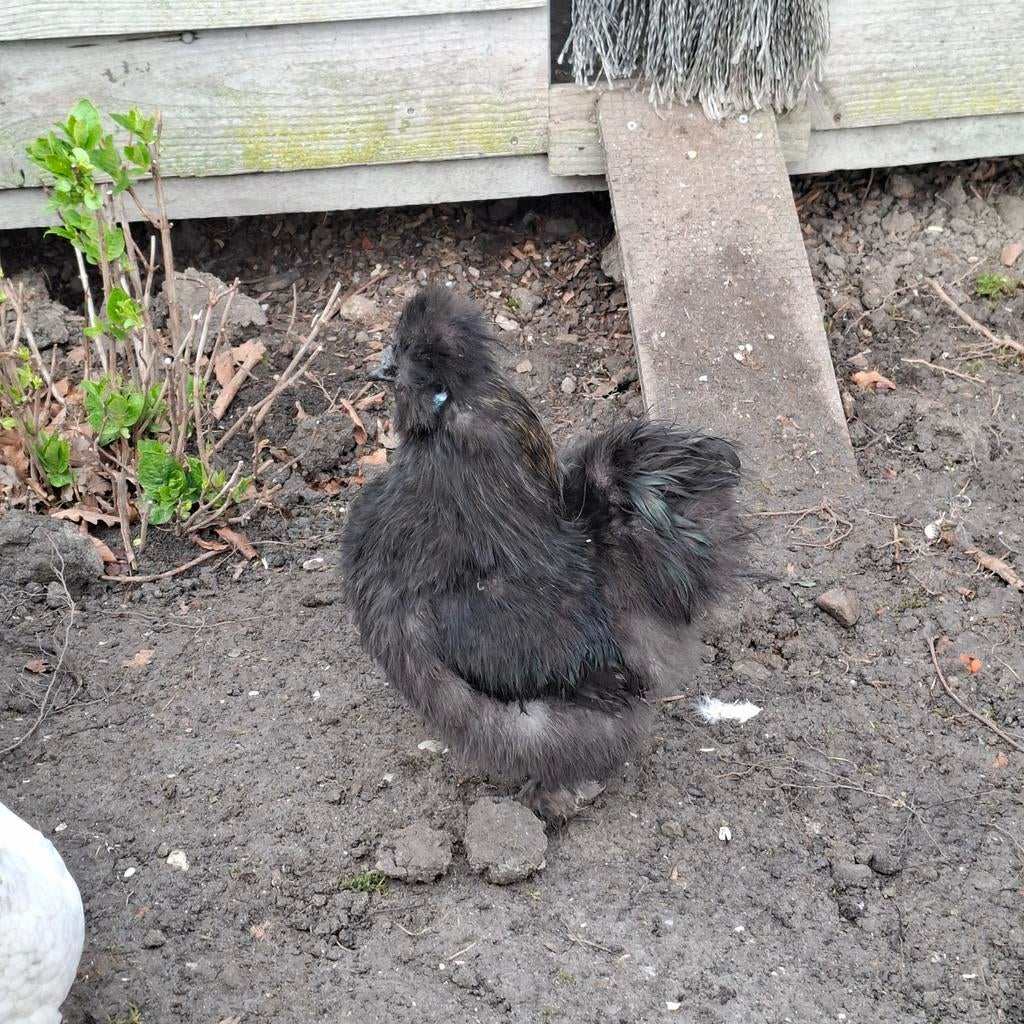 Zijdehoender haan, Mannelijk, Kip