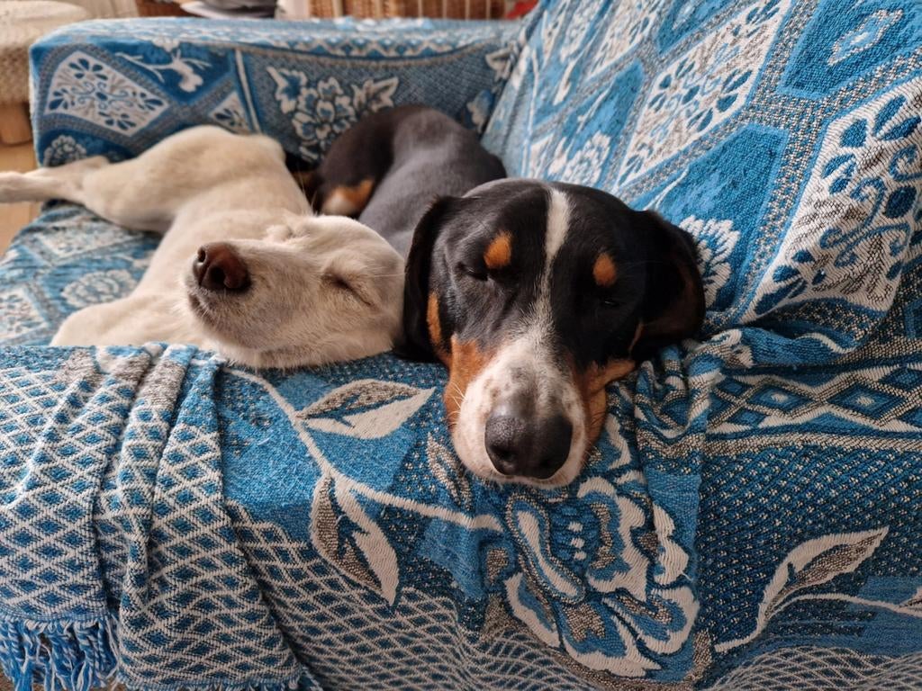 Dori beschikbaar voor adoptie, Dieren en Toebehoren, Honden | Niet-rashonden, Particulier, 15 weken tot 1 jaar, Buitenland, Teef