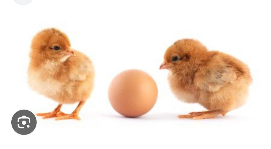 Verschillende soorten kuikens te koop, Meerdere dieren, Kip