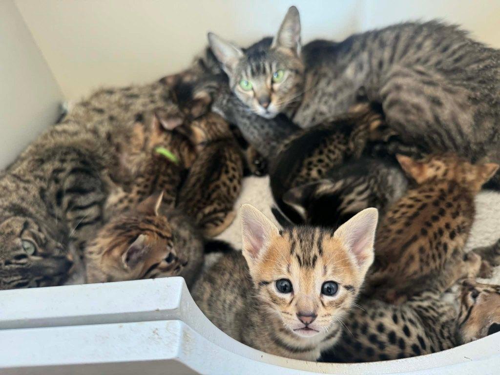 Nog enkele Savannah F6 SBT kittens beschikbaar, Meerdere dieren, Met stamboom, 0 tot 2 jaar