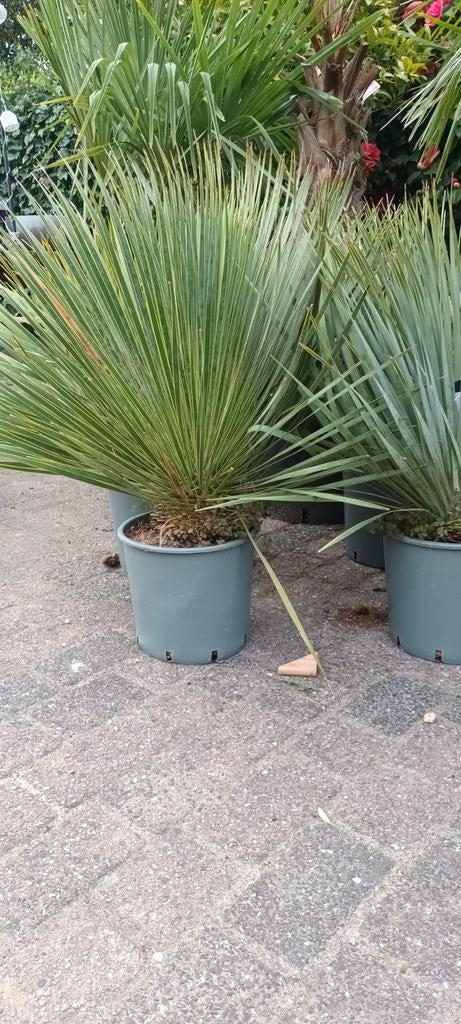 Yucca Rostrata winterharde palm, Ophalen, Overige soorten, Volle zon