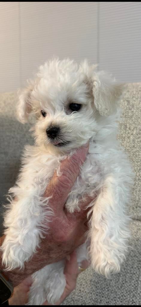 Maltezer/Maltipo pups, Maltezer, 8 tot 15 weken, Parvo, Meerdere