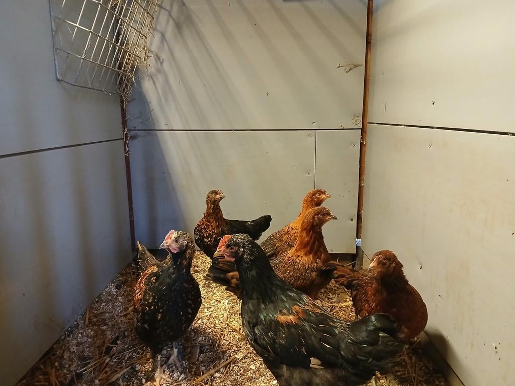 Gratis af te halen 2 stuks krielhanen