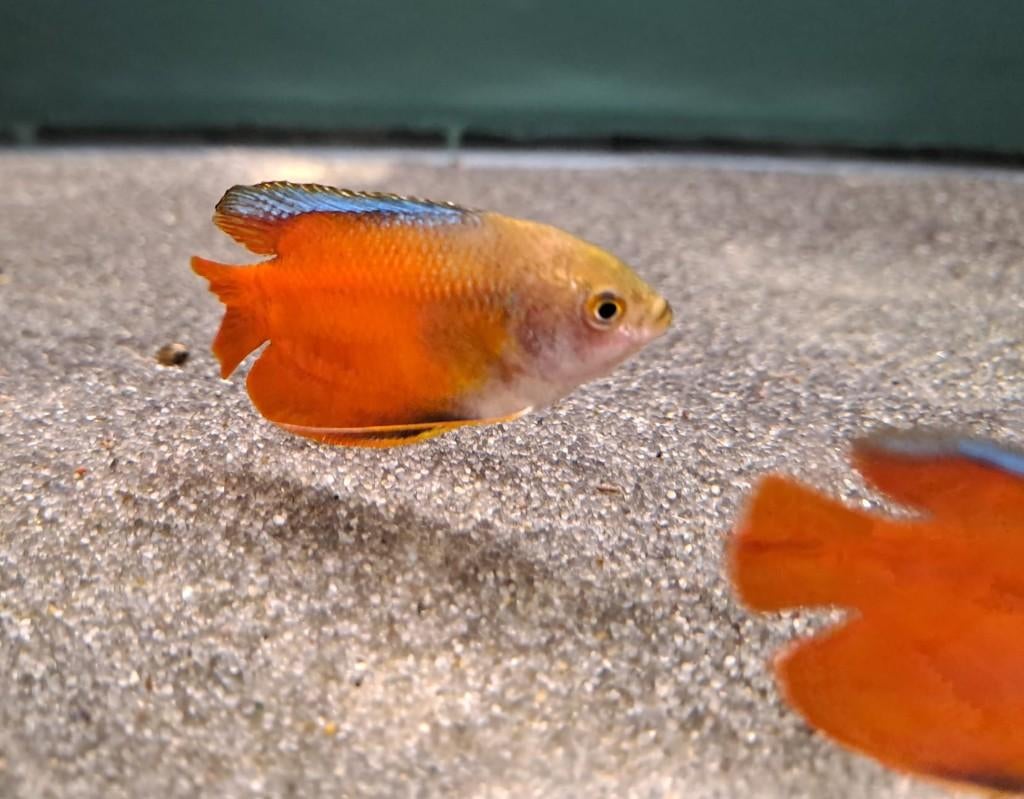 Dwerg gourami rood (Colisa lalia), Dieren en Toebehoren, Vissen | Aquariumvissen, Zoetwatervis, Vis