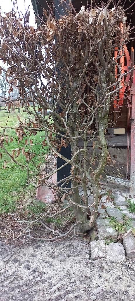 Beukenhaag, Ophalen of Verzenden, Beukenhaag, Haag, 100 tot 250 cm