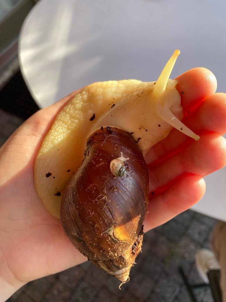 Baby reuzenslakken, Dieren en Toebehoren, Reptielen en Amfibieën, Overige soorten, 0 tot 2 jaar