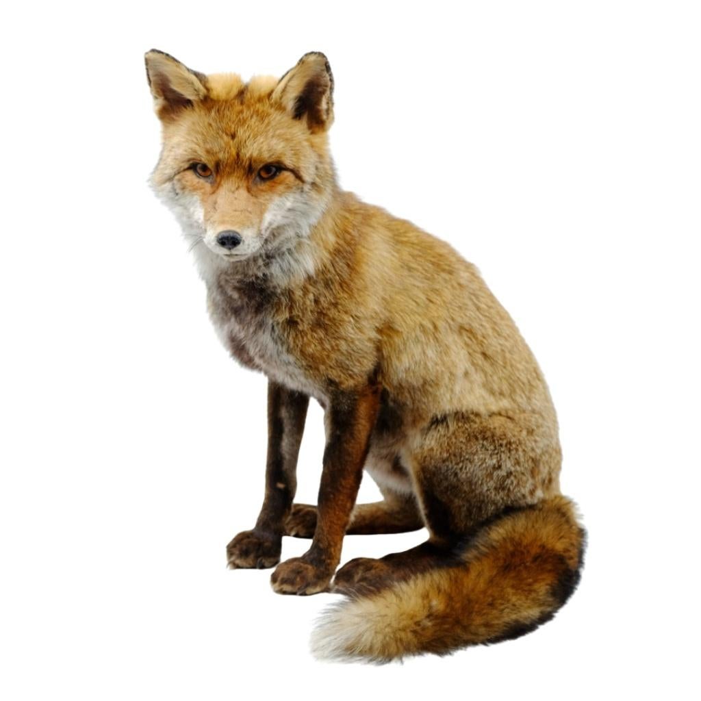 Prachtige opgezette vos te koop!, Ophalen of Verzenden, Nieuw, Wild dier, Opgezet dier