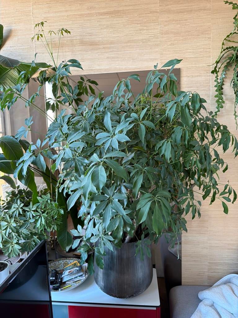 Grote Schefflera plant in pot, Ophalen, Overige soorten, Halfschaduw, In pot