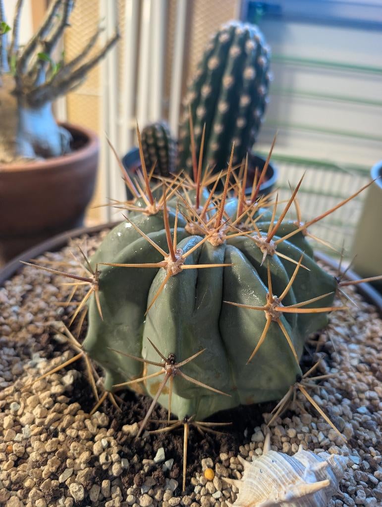 Cactus, Ophalen of Verzenden, Cactus, Volle zon, Minder dan 100 cm