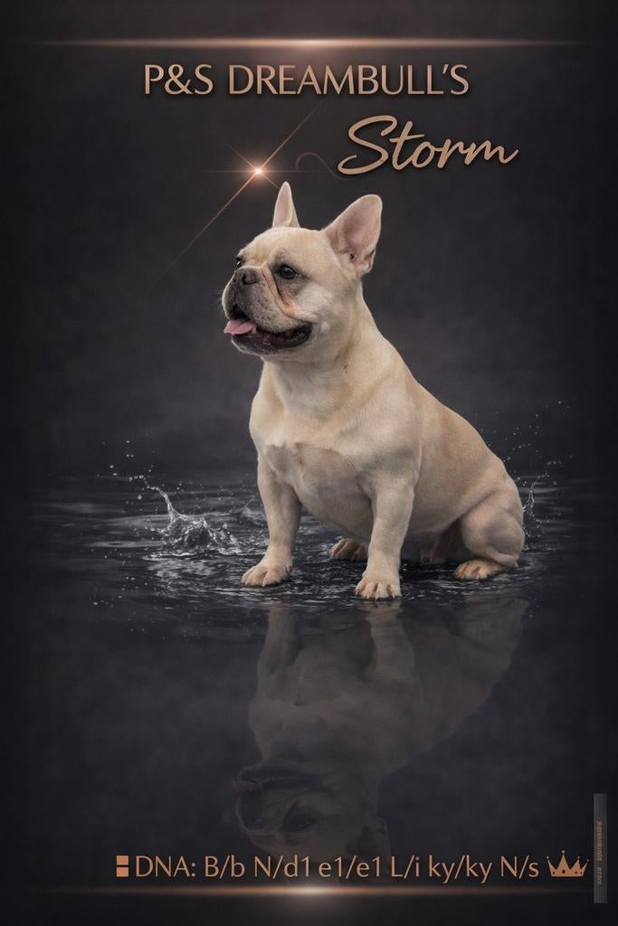 🥰 Super lieve franse Bulldog dekreu Storm ter dekking 🥰, Particulier, Reu, 1 tot 2 jaar, Buitenland
