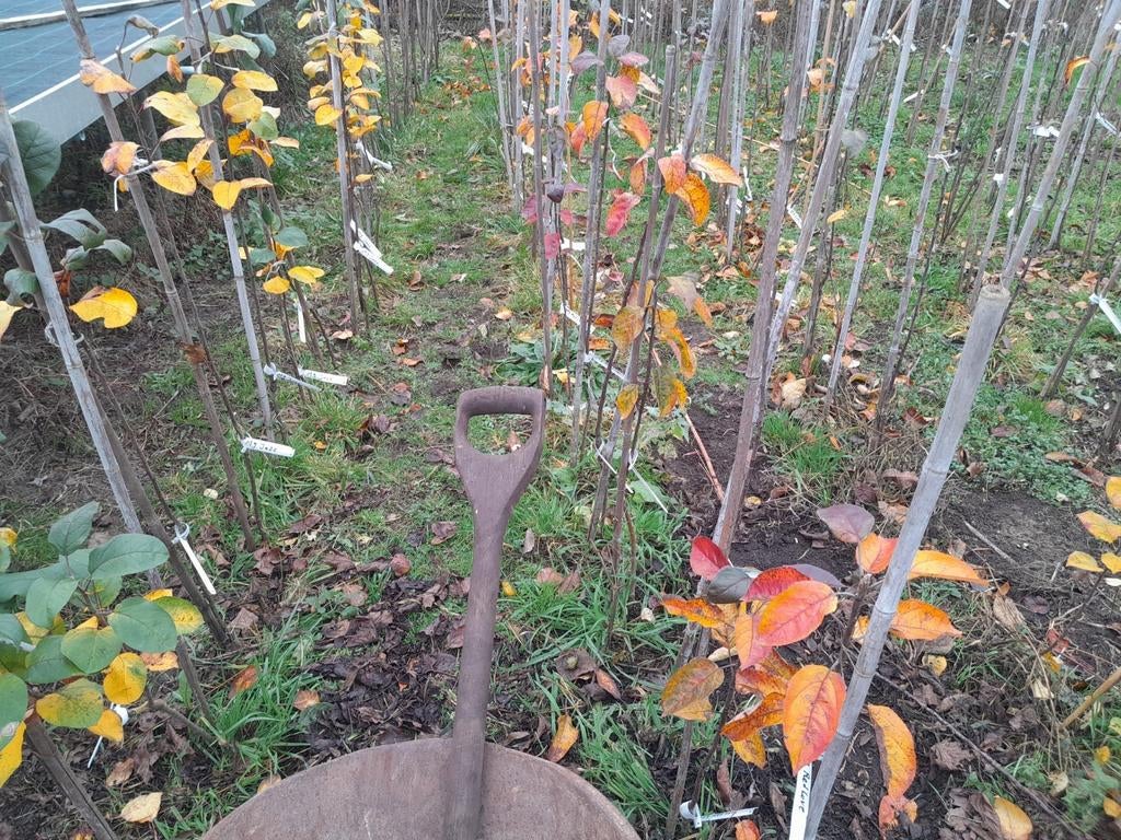 Diverse fruit- en notenbomen, Tuin en Terras, Lente, Overige soorten, Volle zon, Ophalen of Verzenden