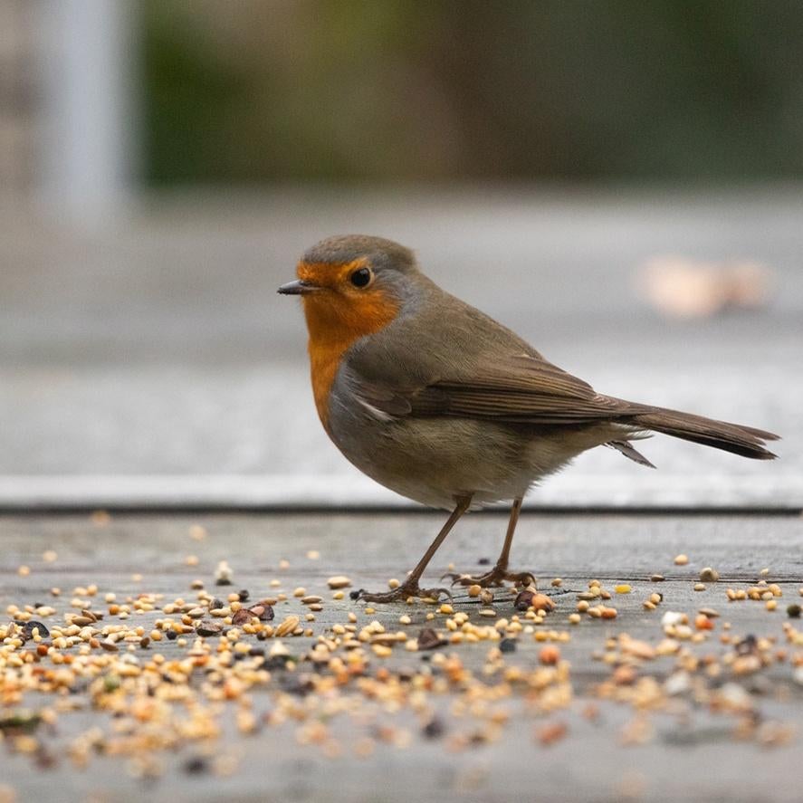 Strooivoer voor buitenvogels, 20 kilo, gratis verzending, Ophalen of Verzenden, Vogel