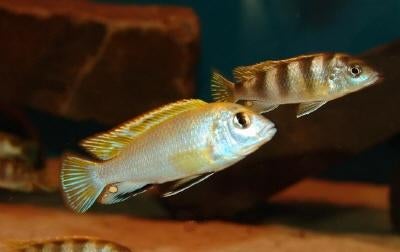 Malawi Cichliden: Labidochromis perlmutt, Dieren en Toebehoren, Vissen | Aquariumvissen, Vis, Zoetwatervis
