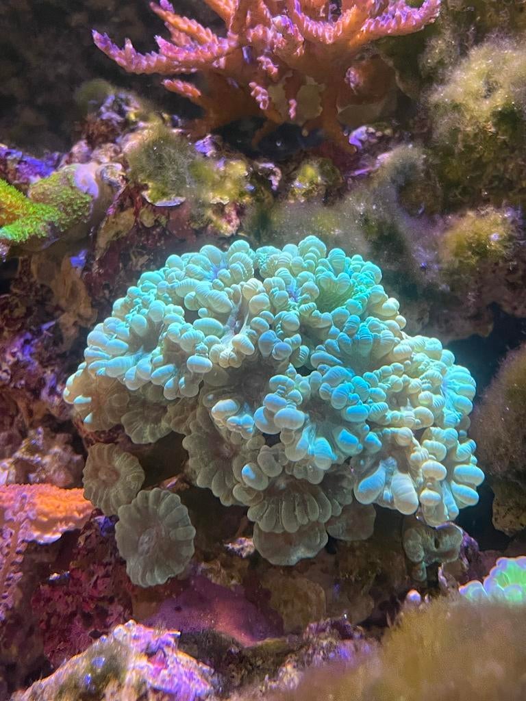 Calaustrea koraal, Dieren en Toebehoren, Vissen | Aquariumvissen, Overige typen