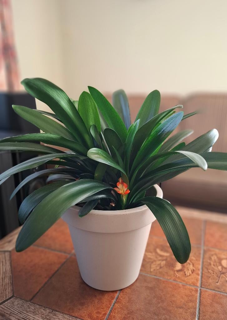 Groote clivia (oranje), Ophalen, Overige soorten, Halfschaduw, In pot