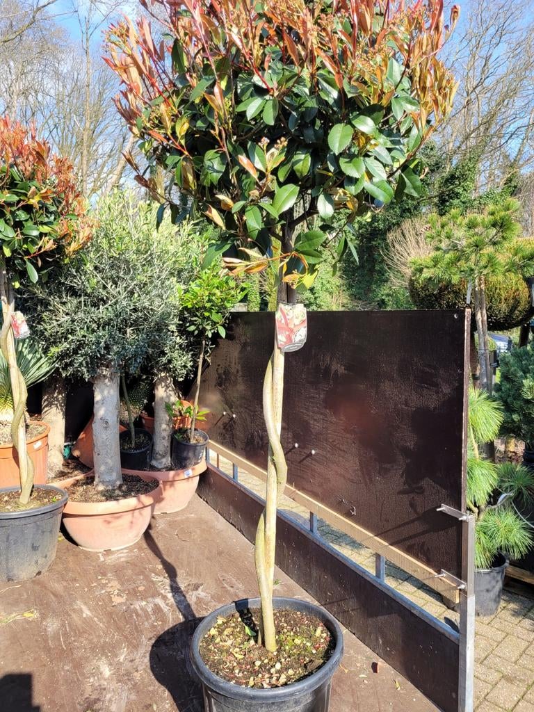 Photinia Fraseri 'Red Robin' met Draaistam - 2m+ Hoog, Tuin en Terras, Ophalen