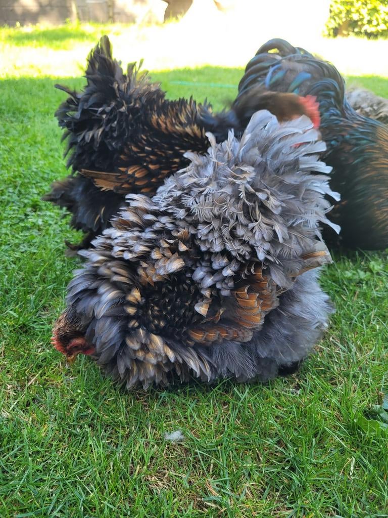 Broedeieren 🐣 cochin  kriel Goudblauw & Goudzwart gezoomd, Geslacht onbekend, Kip