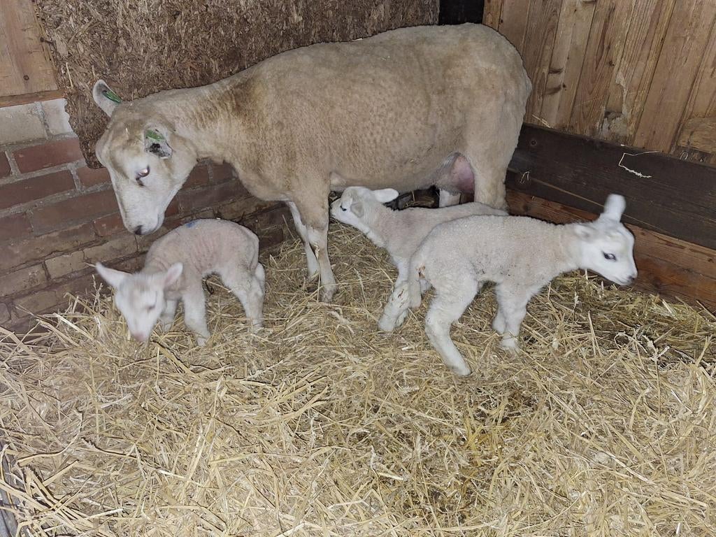 Potlam, leblam, paplam, Dieren en Toebehoren, Meerdere dieren, Schaap