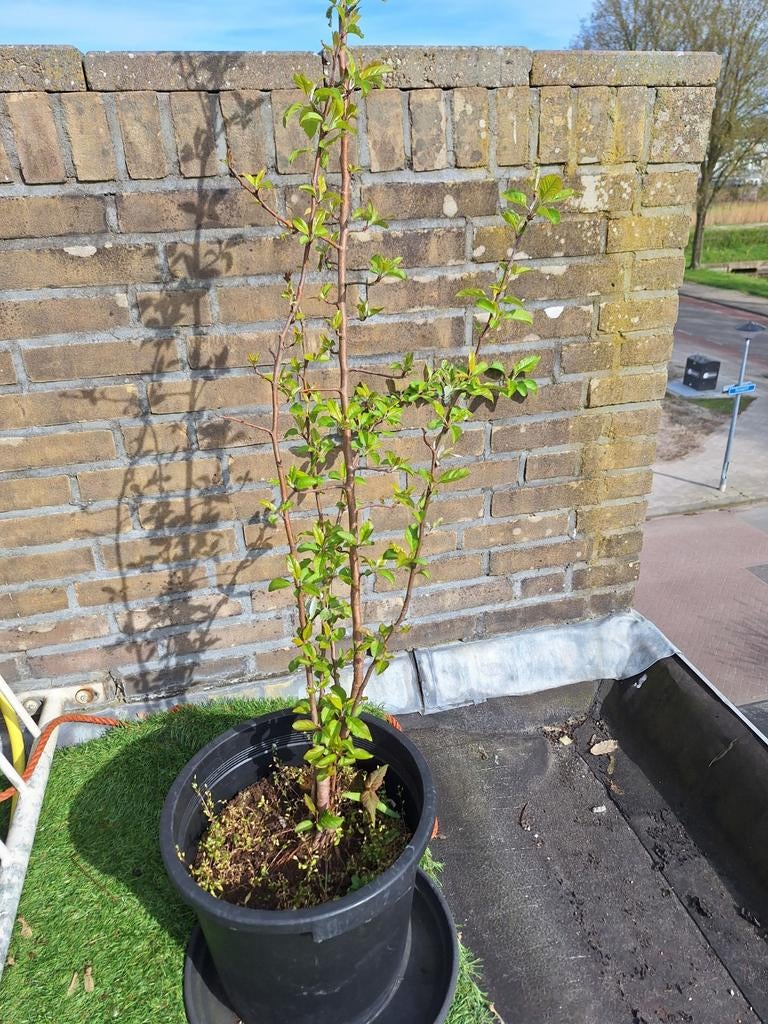 Pink Lady appelboom in pot, Ophalen, Lente, In pot, Appelboom