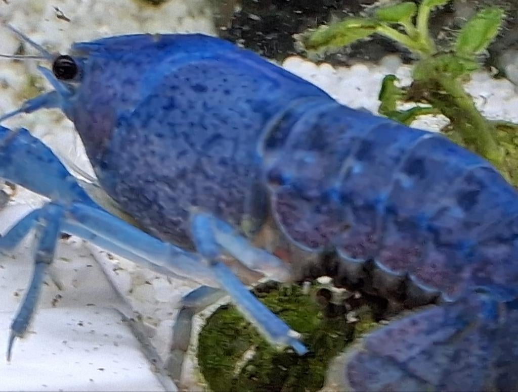 Blauwe Florida Kreeft, Kreeft, Krab of Garnaal, Zoetwatervis