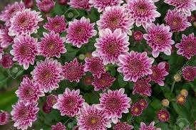 Dendranthemum grandiflorum (Tuinchrysant), Overige soorten, Volle zon, Vaste plant, Ophalen of Verzenden