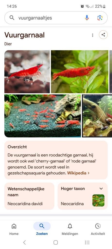 Ben opzoek naar vuurgarnalen/cherry garnalen, Kreeft, Krab of Garnaal