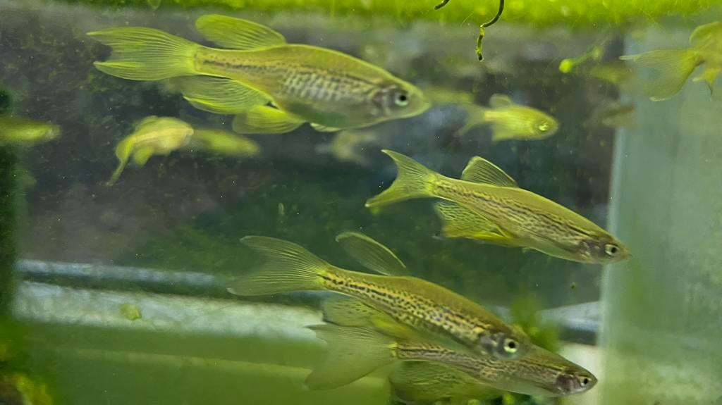 Longfin danio 10 voor 20,-!, Vis