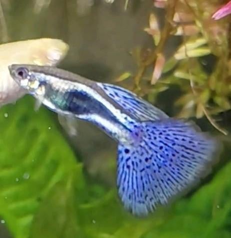 Purple grass guppen, Vis