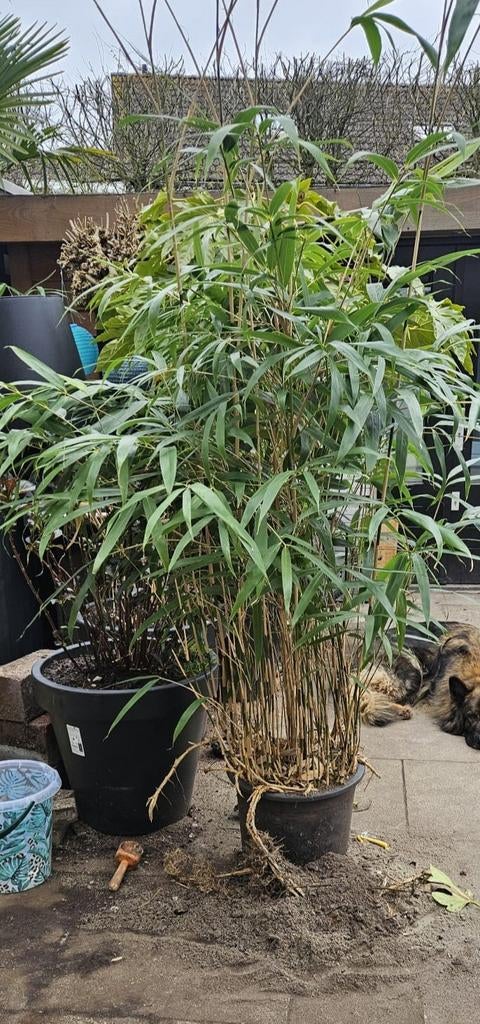 Grote, winterharde Pseudosasa Japonica bamboe, Tuin en Terras, Planten | Tuinplanten, Vaste plant, Siergrassen, Ophalen of Verzenden