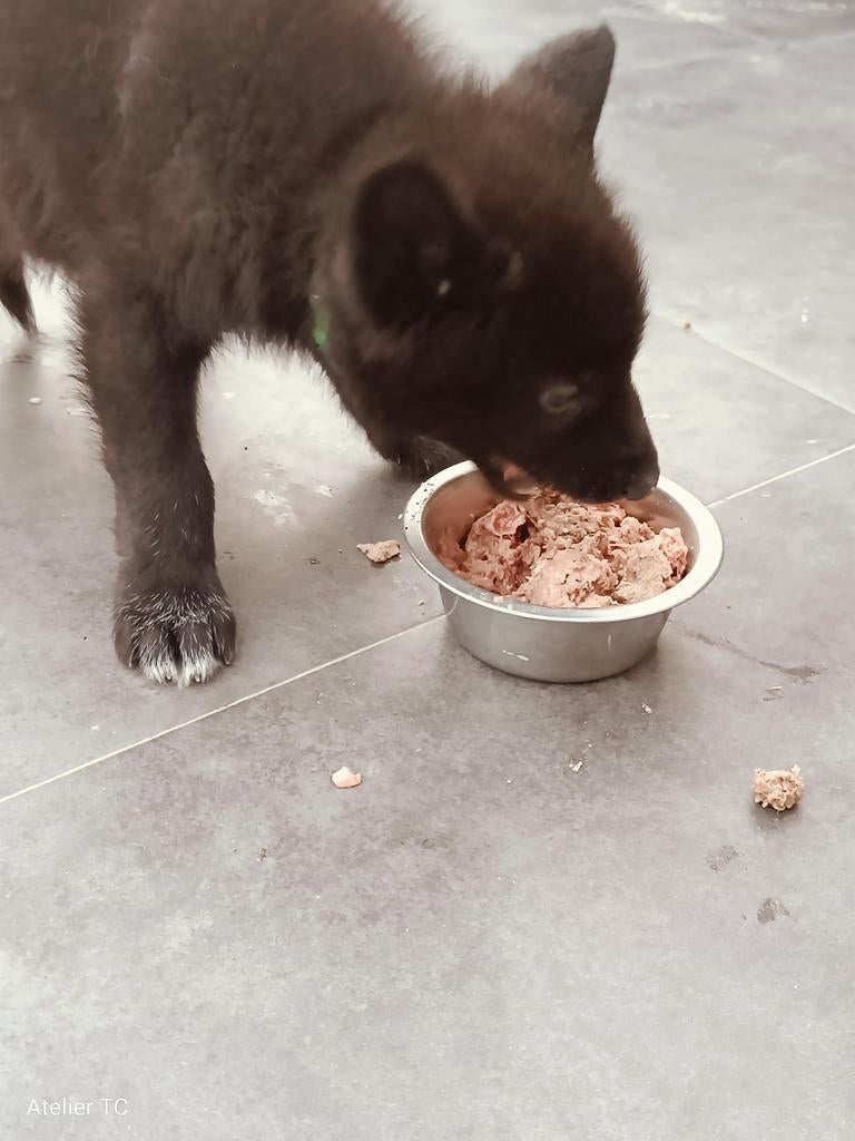 Wolfhond pups zoeken baasje, België, Particulier, 8 tot 15 weken, Poolhond