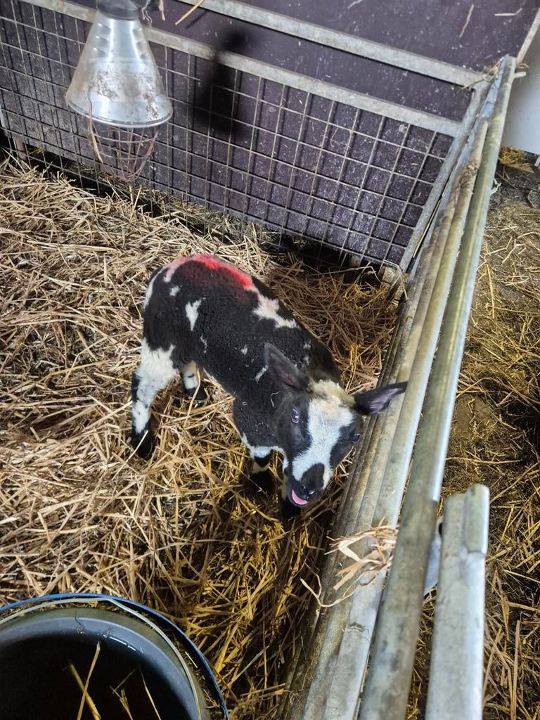 Bonte fleslam ram en ooi