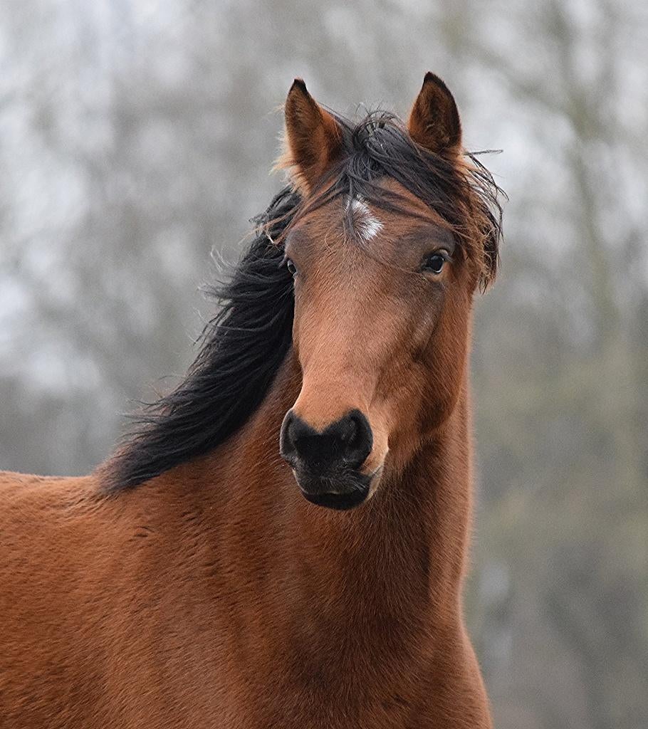 Paard, Dieren en Toebehoren, Paarden, Merrie, Springpaard, Met stamboom, 3 tot 6 jaar