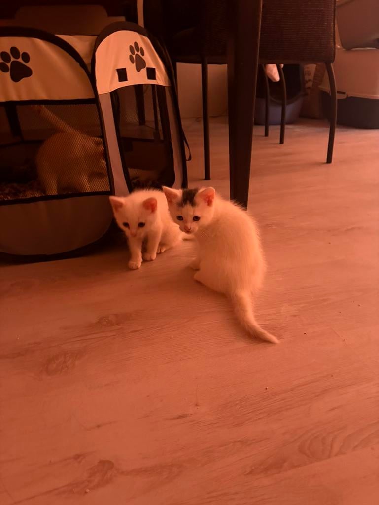Kittens, Kater, Ontwormd, 0 tot 2 jaar