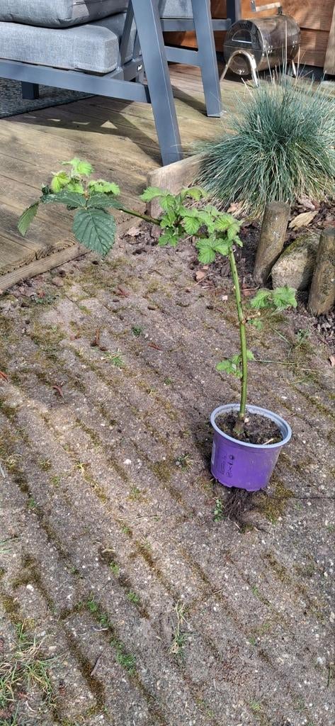 Stek Bramen struik, Tuin en Terras, Volle zon, Vaste plant, Ophalen of Verzenden, Zomer