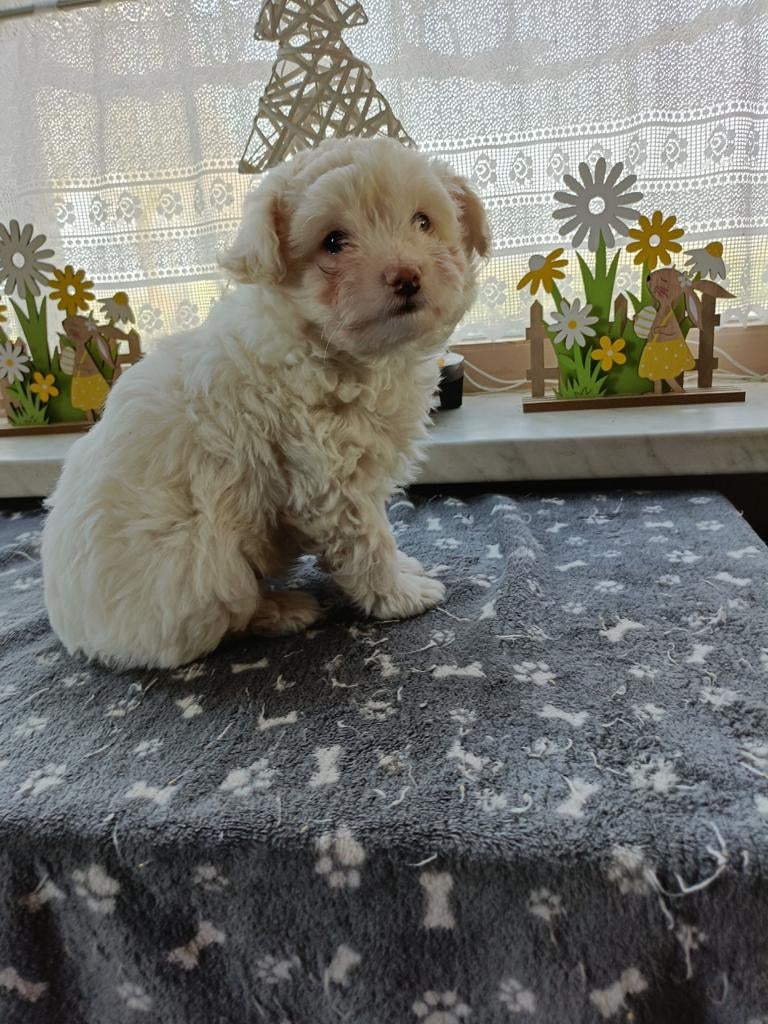 Lieve kruising pups te koop, 8 tot 15 weken, Meerdere, Meerdere dieren, Nederland